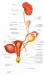 Obrázek anatomie močové soustavy ženy 